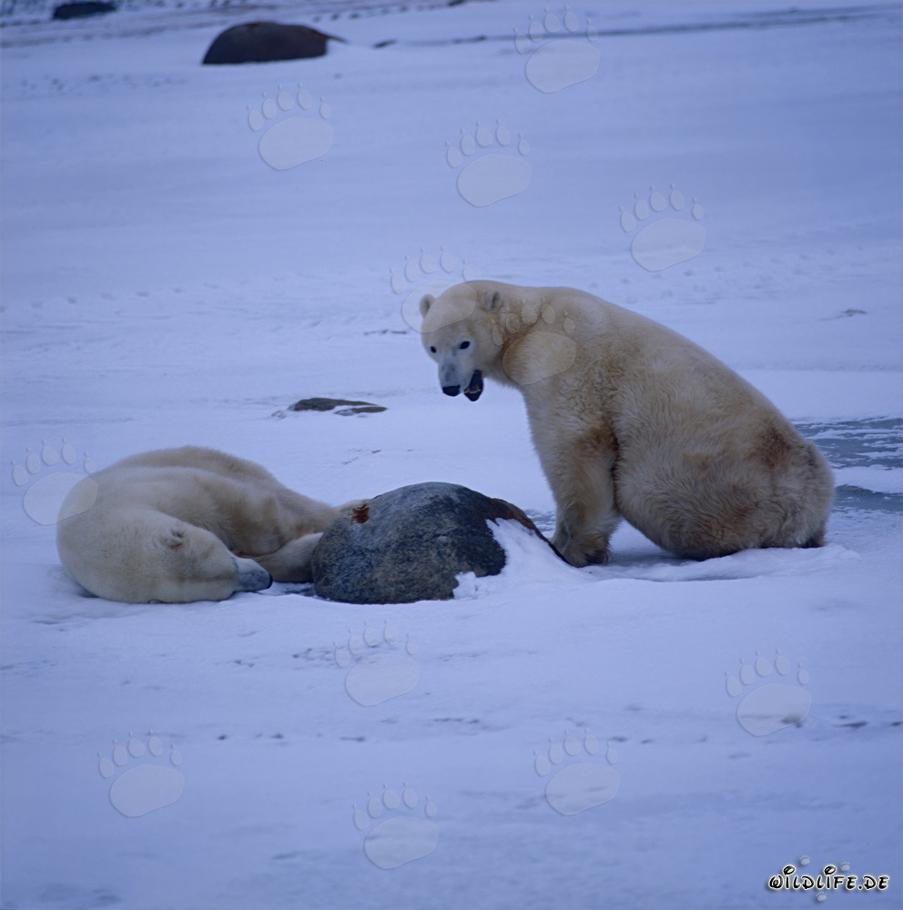 Majestätische Eisbären in der Hudson Bay