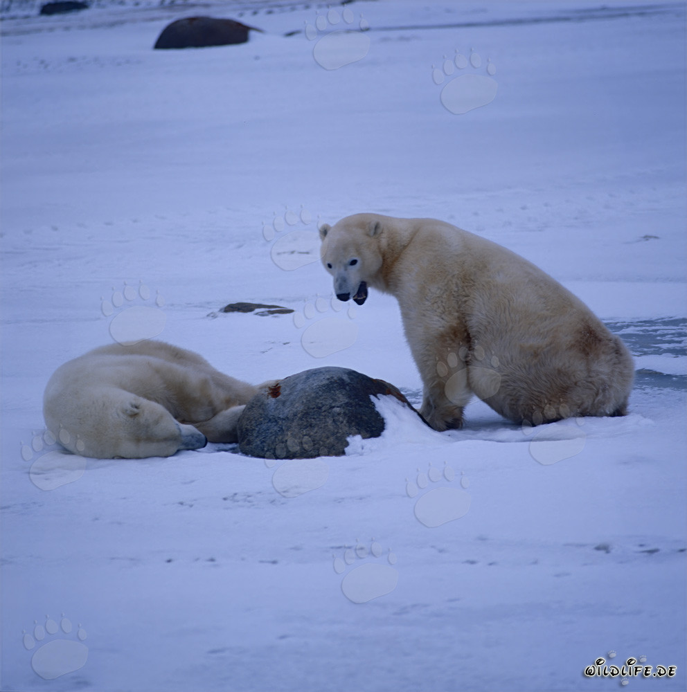 Majestic Polar Bears in the Hudson Bay