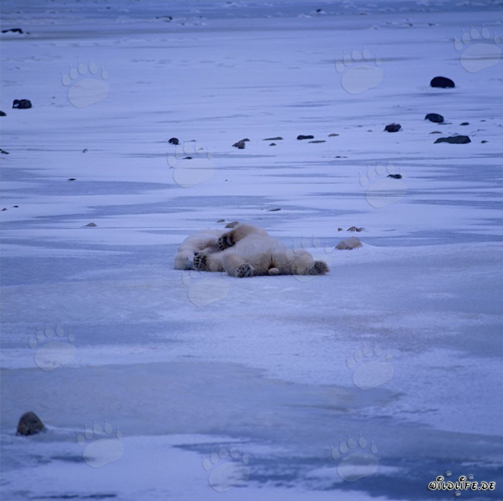 Entspannte Eisbären in der arktischen Tundra ruhen aus