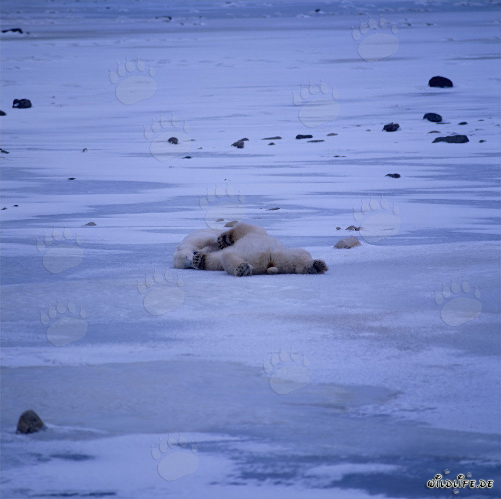 Orsi polari rilassati che riposano nella tundra artica