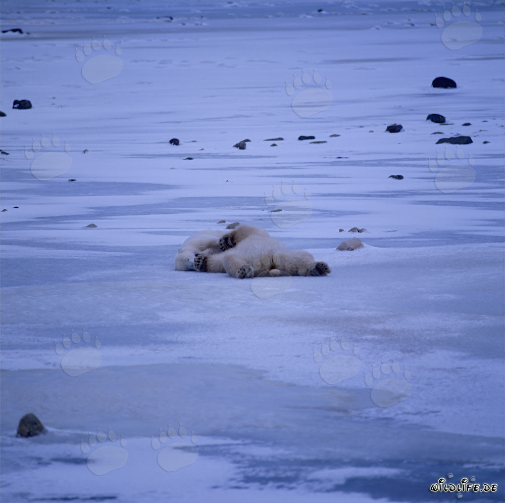 Osos polares relajados descansando en la tundra ártica