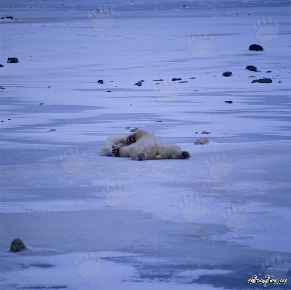 Ours polaires détendus se reposant dans la toundra arctique