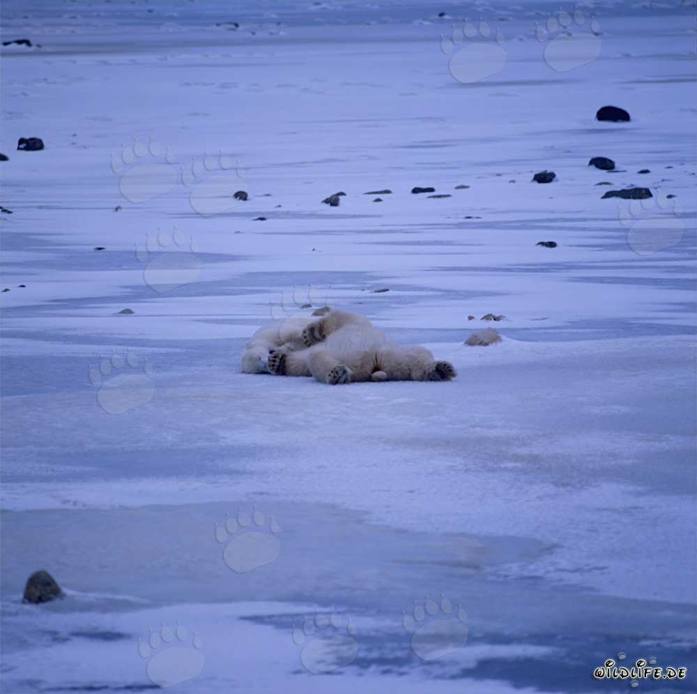 Relaxed polar bears resting in the Arctic tundra