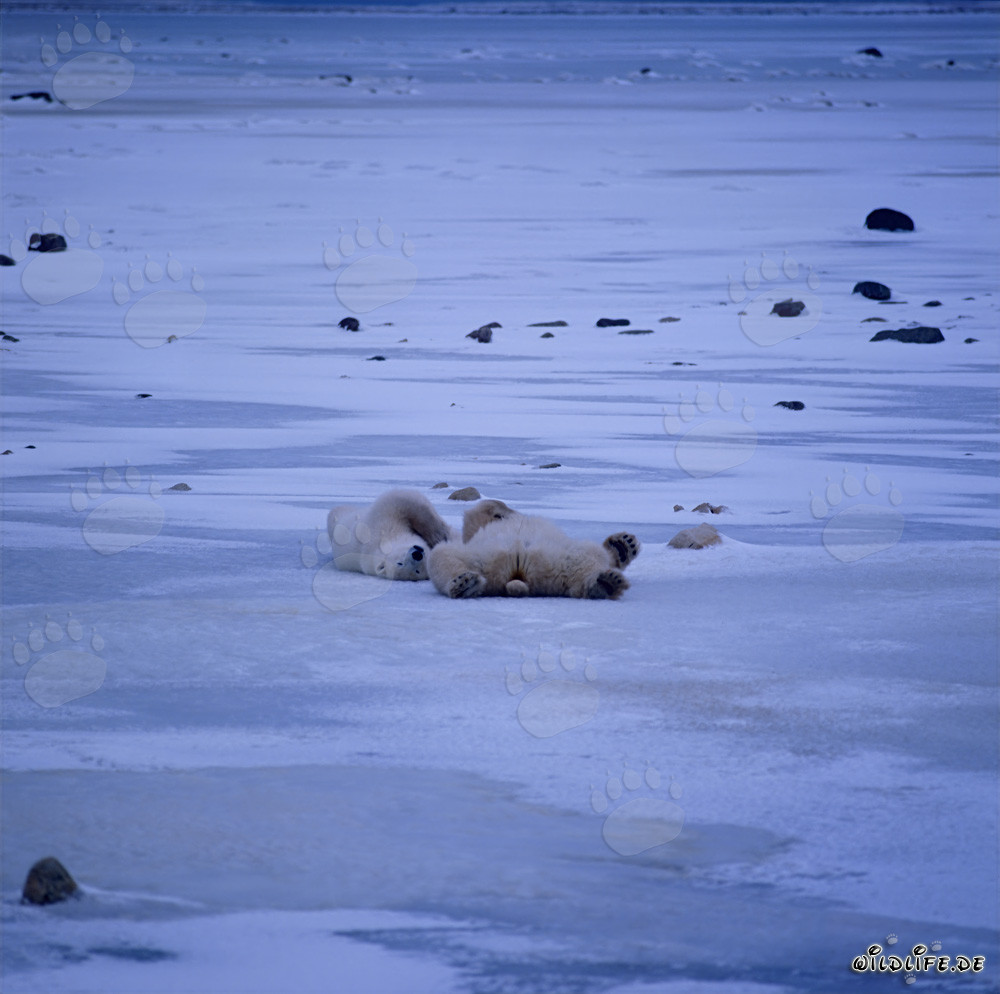Entspannte Polarbären in der eisigen Tundra warten auf die Hudson Bay