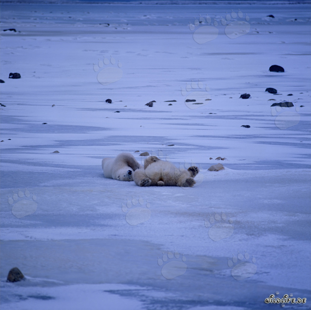 Orsi polari rilassati nella tundra gelida in attesa della baia di Hudson
