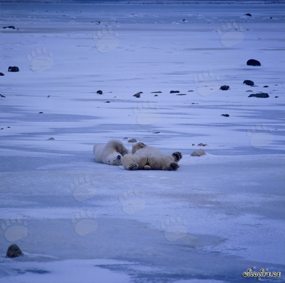 Osos polares relajados en la tundra helada esperando la bahía de Hudson