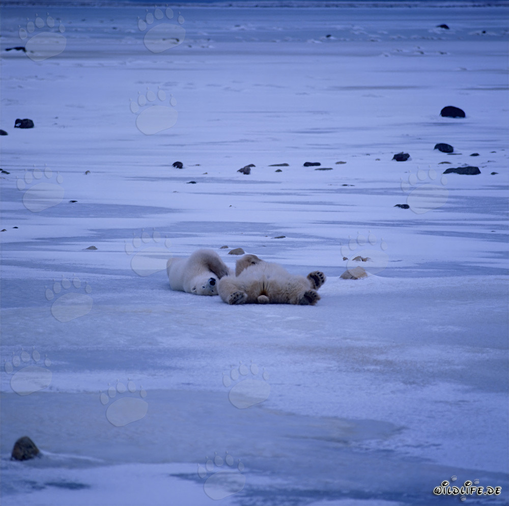 Relaxed polar bears in the icy tundra waiting for the Hudson Bay to freeze