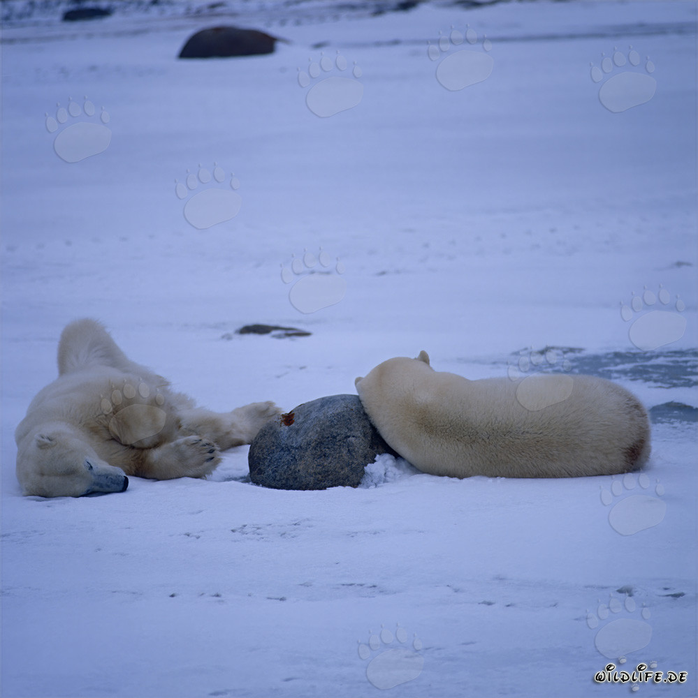Eisbären entspannen in der winterlichen Tundra