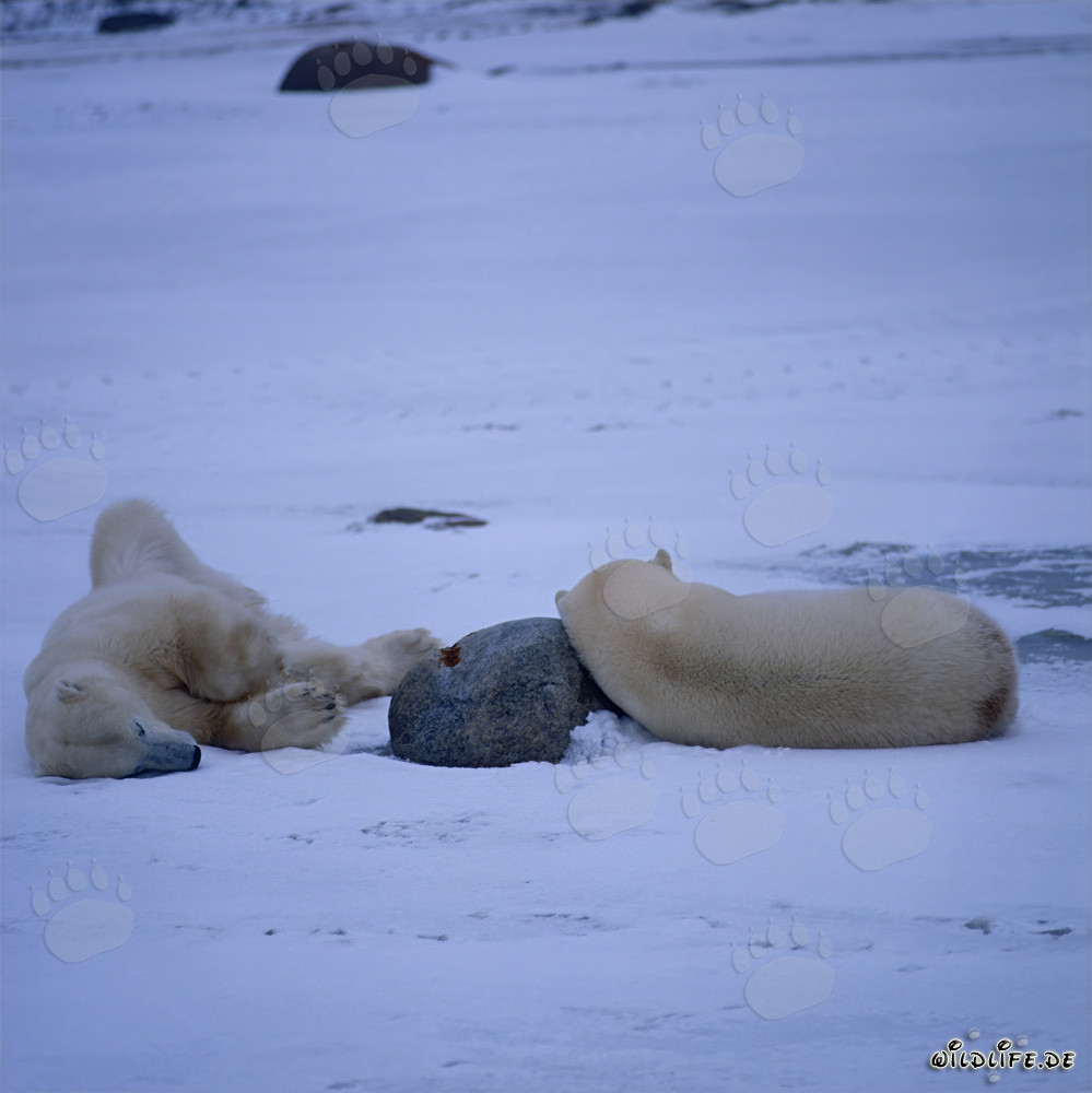 Orsi polari che si rilassano nella tundra invernale