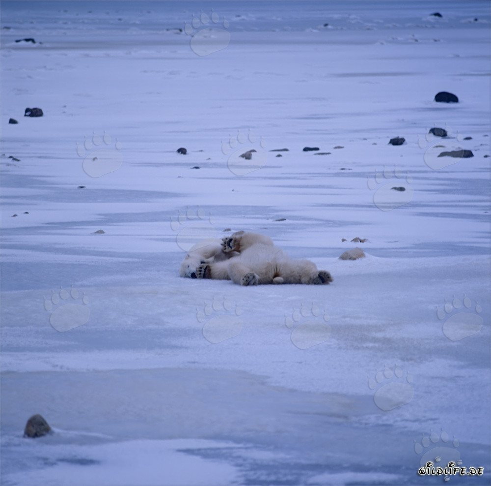 Eisbaeren in der Hudson Bay entspannen sich in der winterlichen Tundra