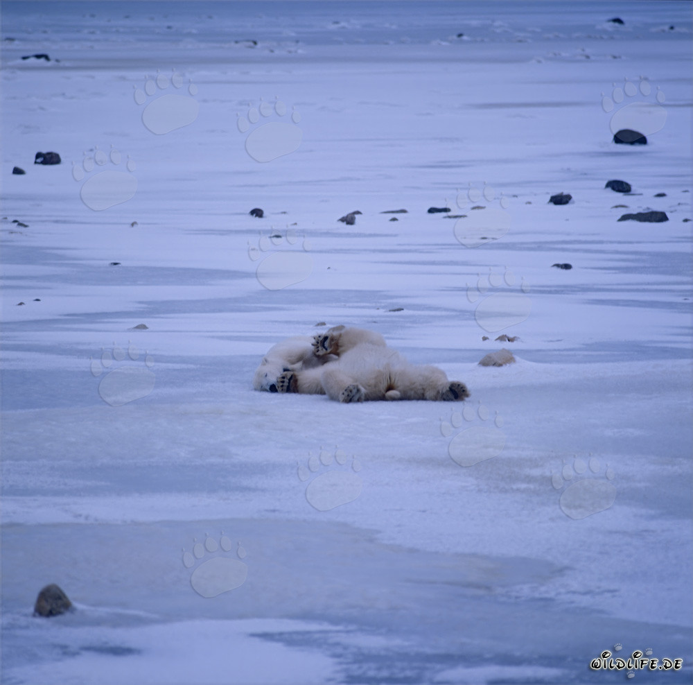 Ours polaires se relaxant dans la toundra hivernale de la baie d'Hudson