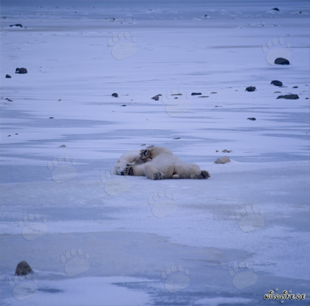 Polar Bears Relaxing in the Endless Winter Tundra of Hudson Bay