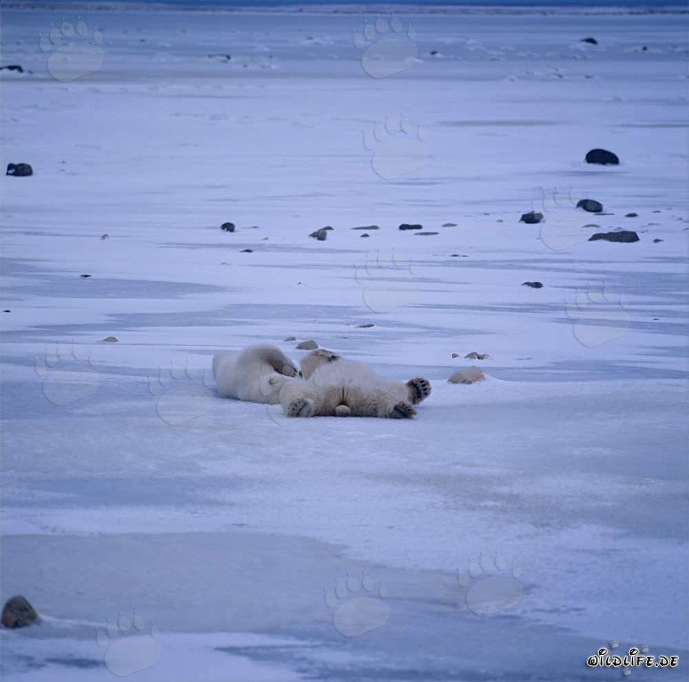 Entspannte Eisbären in der winterlichen Tundra der Hudson Bay