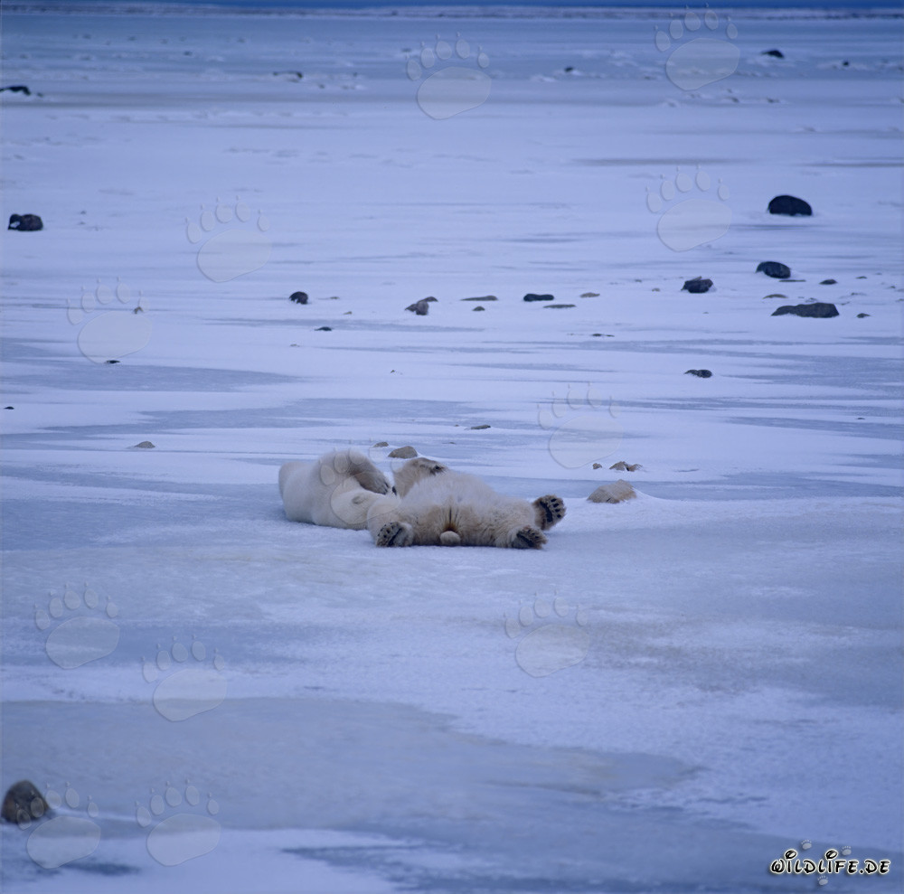 Orsi polari rilassati nella tundra invernale della baia di Hudson