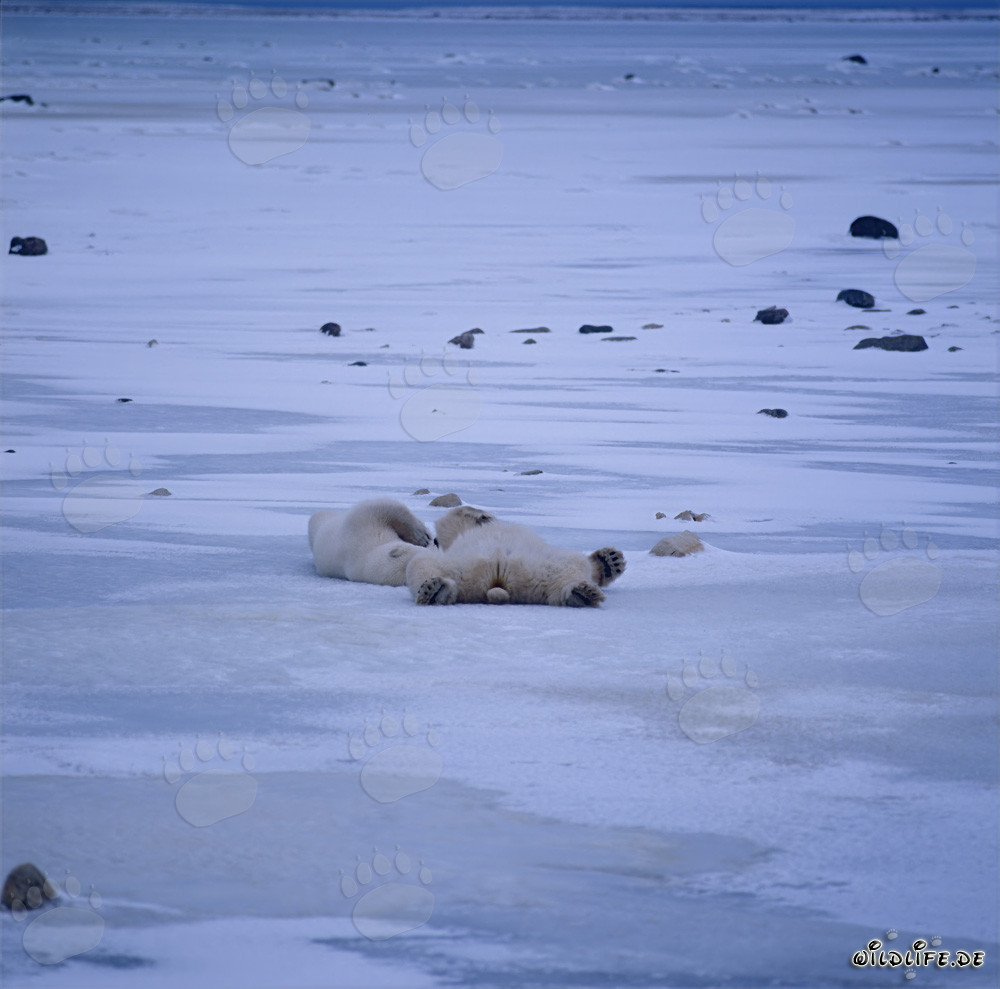 Osos polares relajados en la tundra invernal de la bahía de Hudson