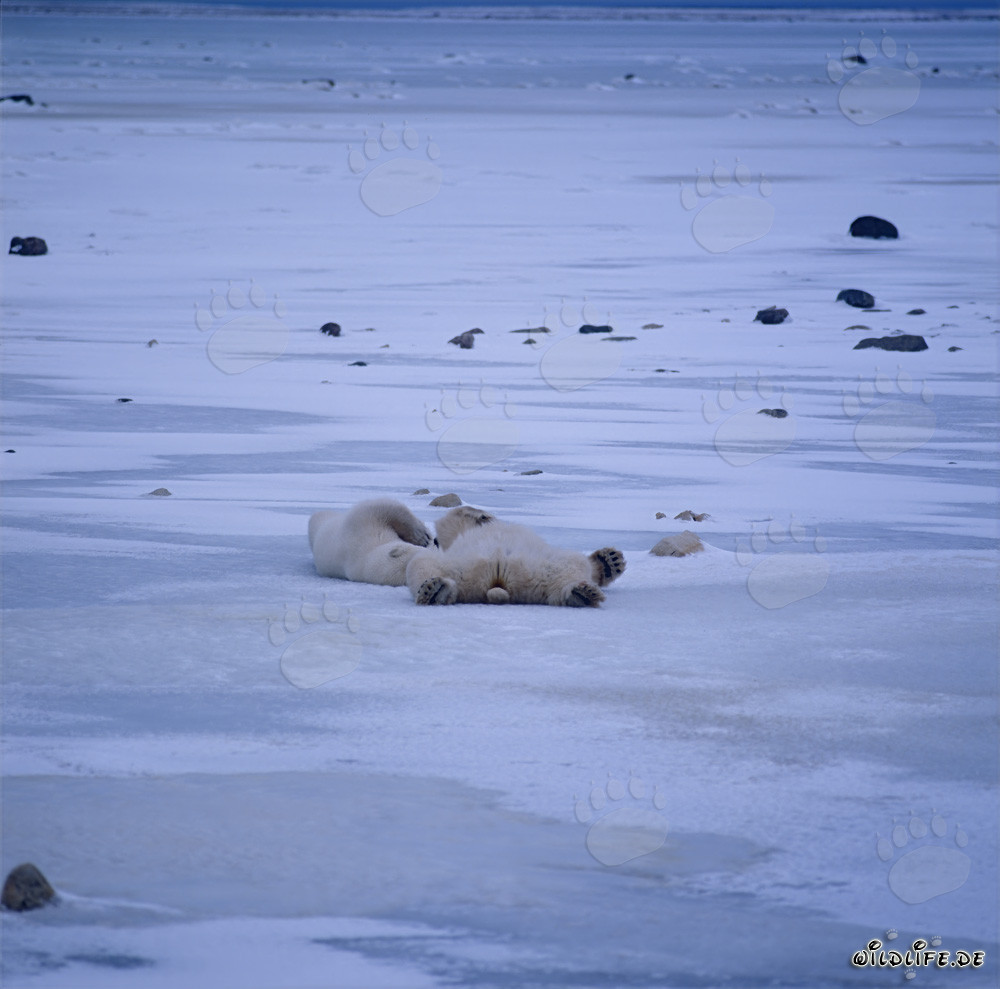Ours polaires détendus dans la toundra hivernale de la baie d'Hudson