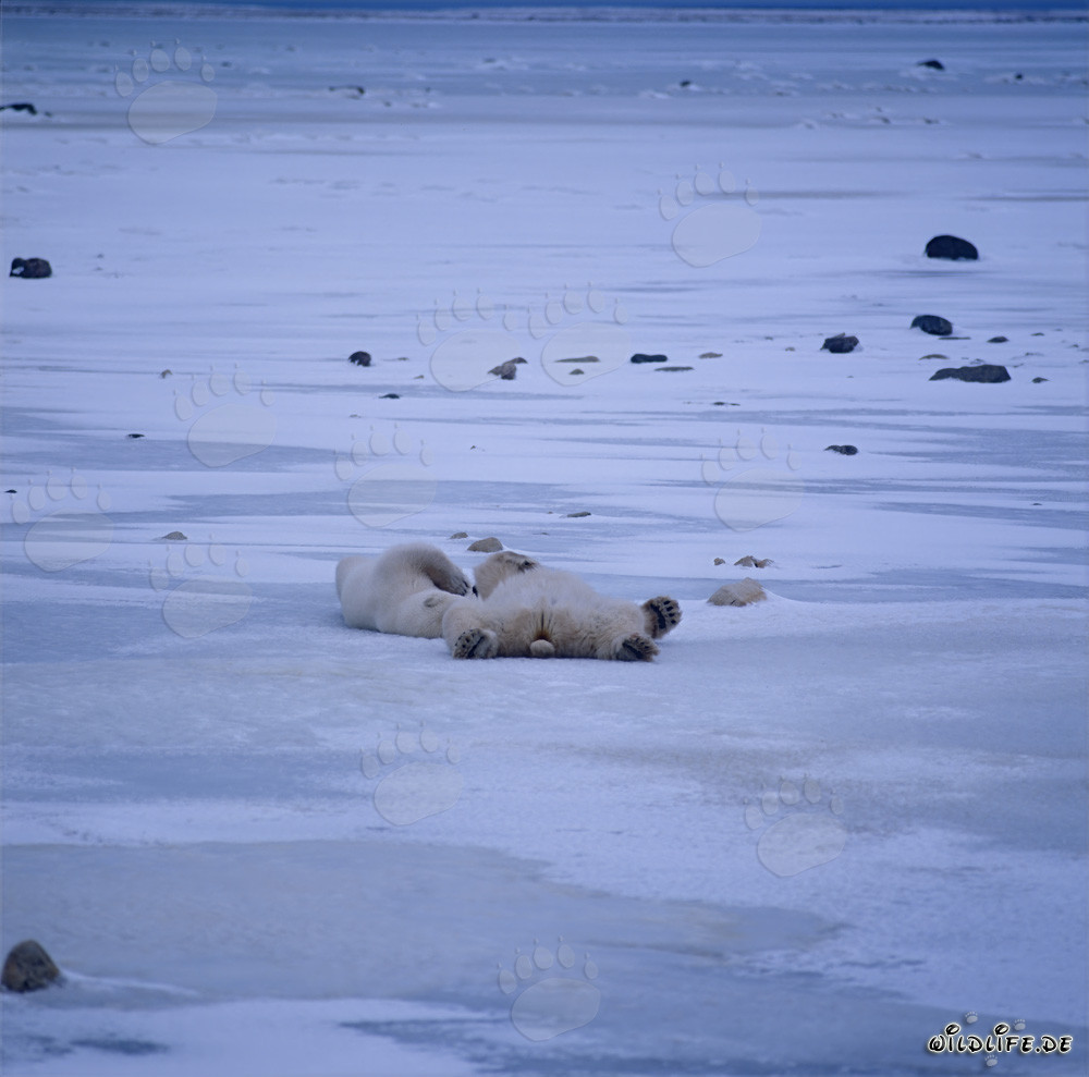 Resting Polar Bears in the Winterly Tundra of Hudson Bay