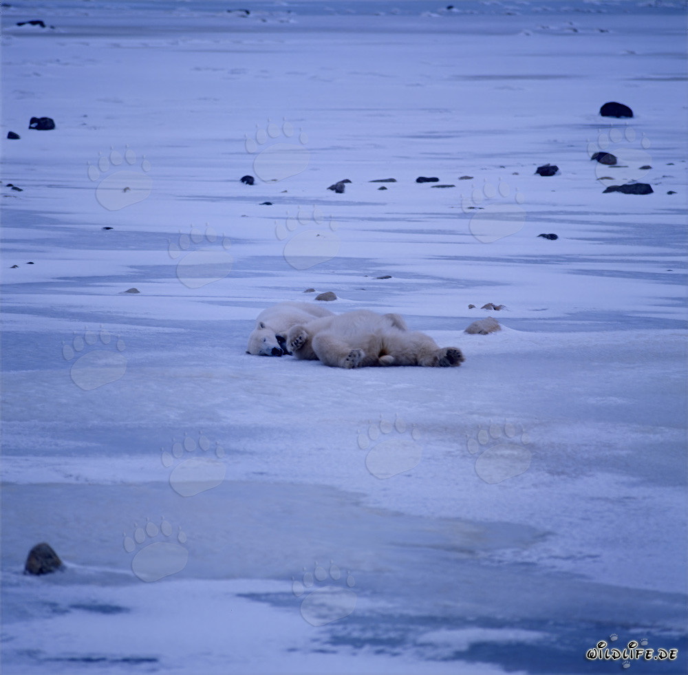 Maestosi orsi polari si rilassano nella tundra artica