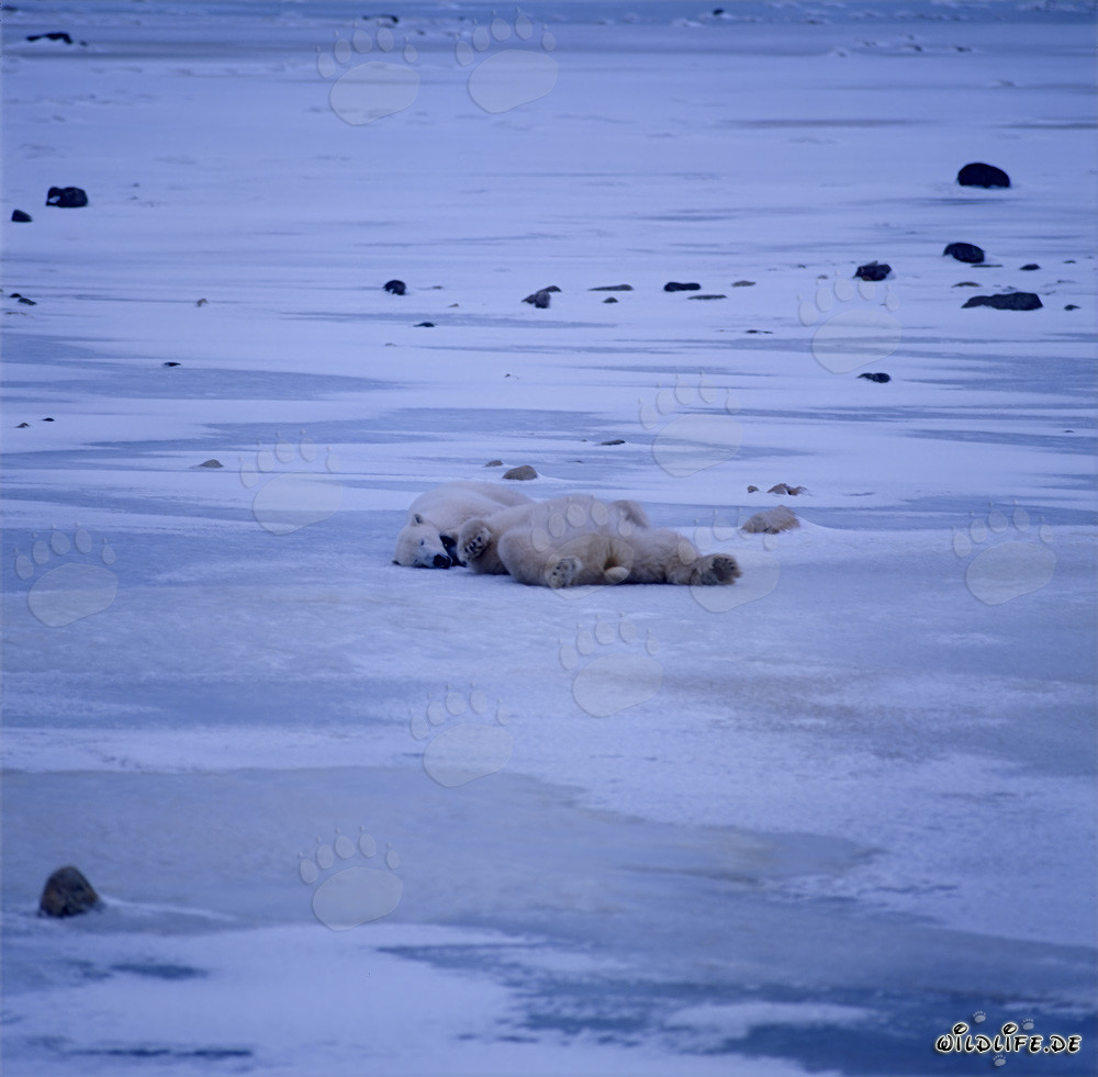 Majestätische Eisbären in der arktischen Tundra entspannen sich