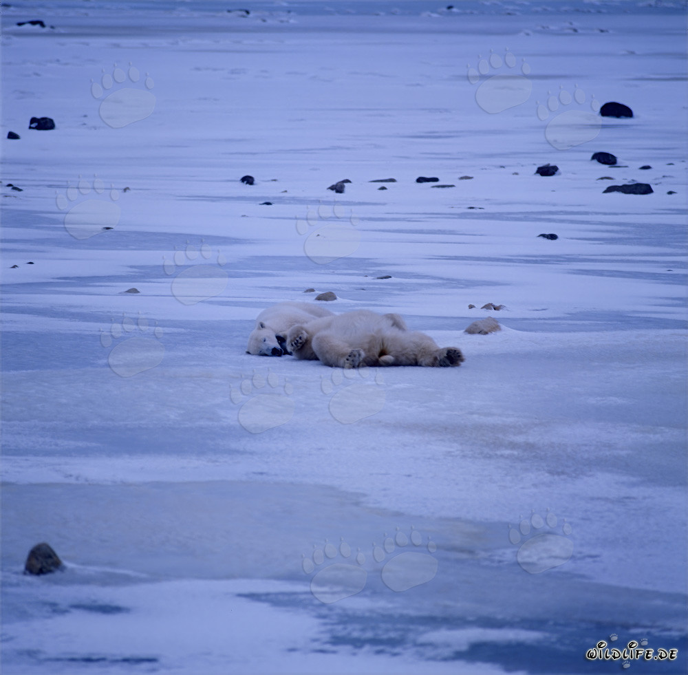 Majestic polar bears relaxing in the Arctic tundra