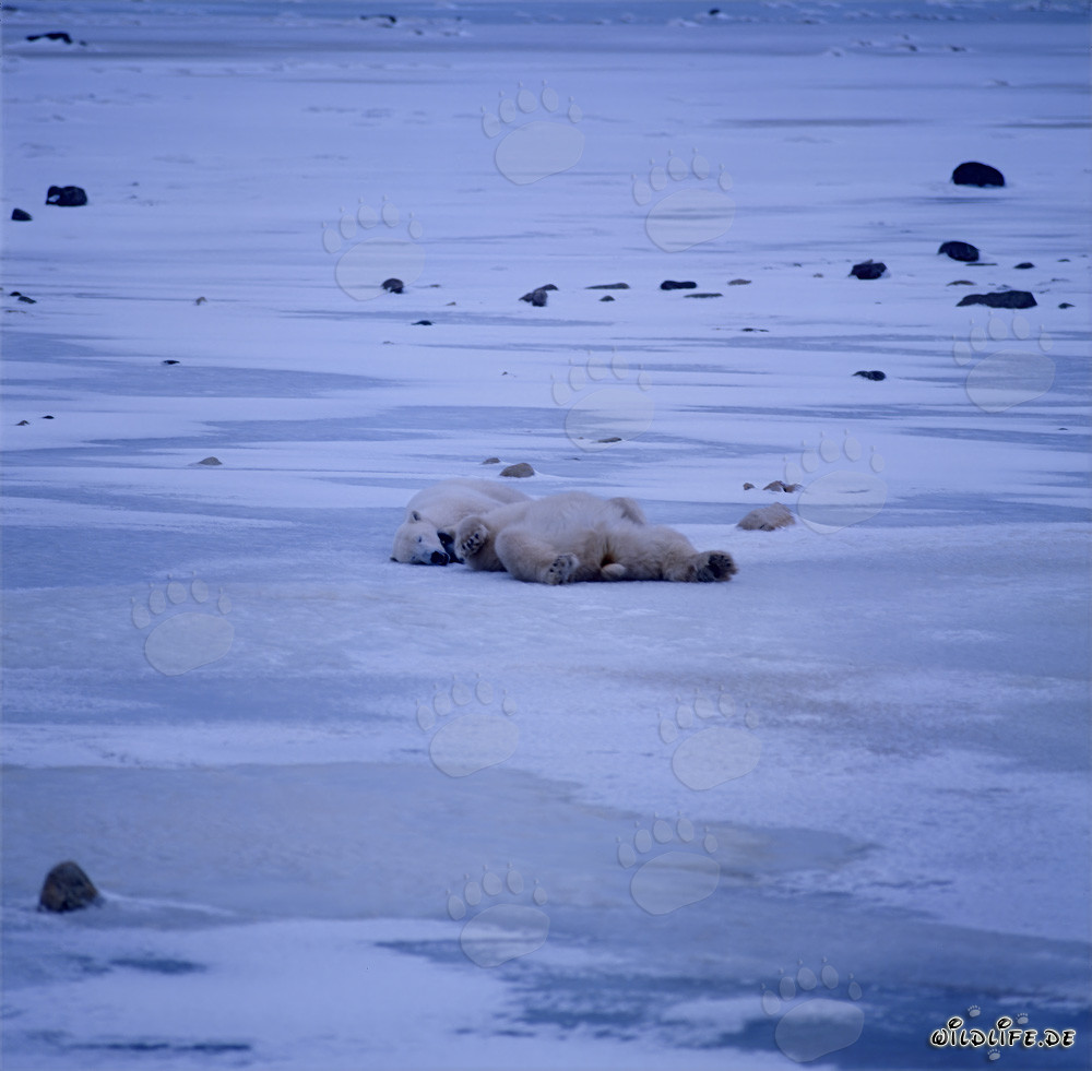 Les majestueux ours polaires se détendent dans la toundra arctique