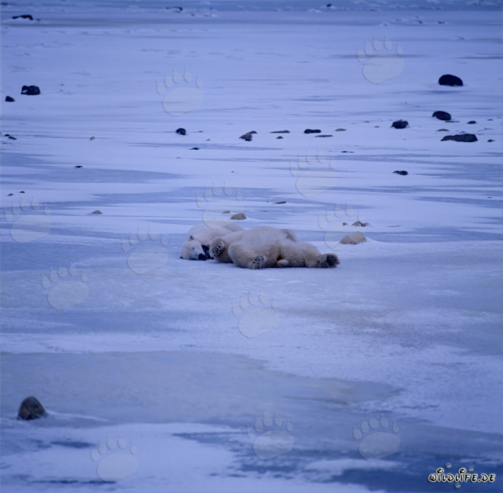 Los majestuosos osos polares se relajan en la tundra ártica