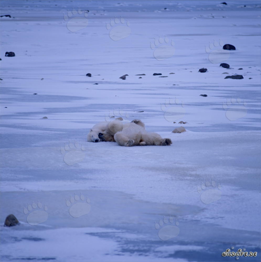 Osos polares - Majestuosa tranquilidad en la naturaleza ártica