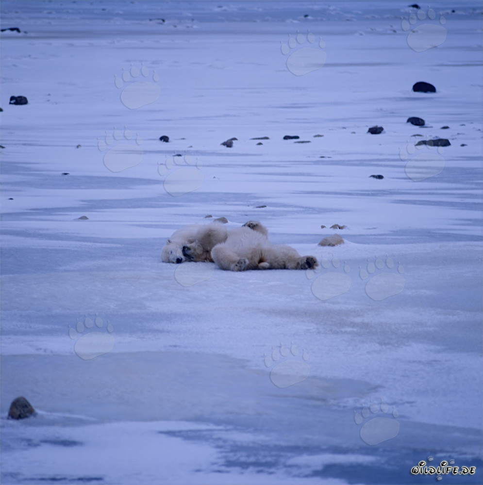 Ours polaires - Majestueuse tranquillité dans la nature sauvage de l'Arctique