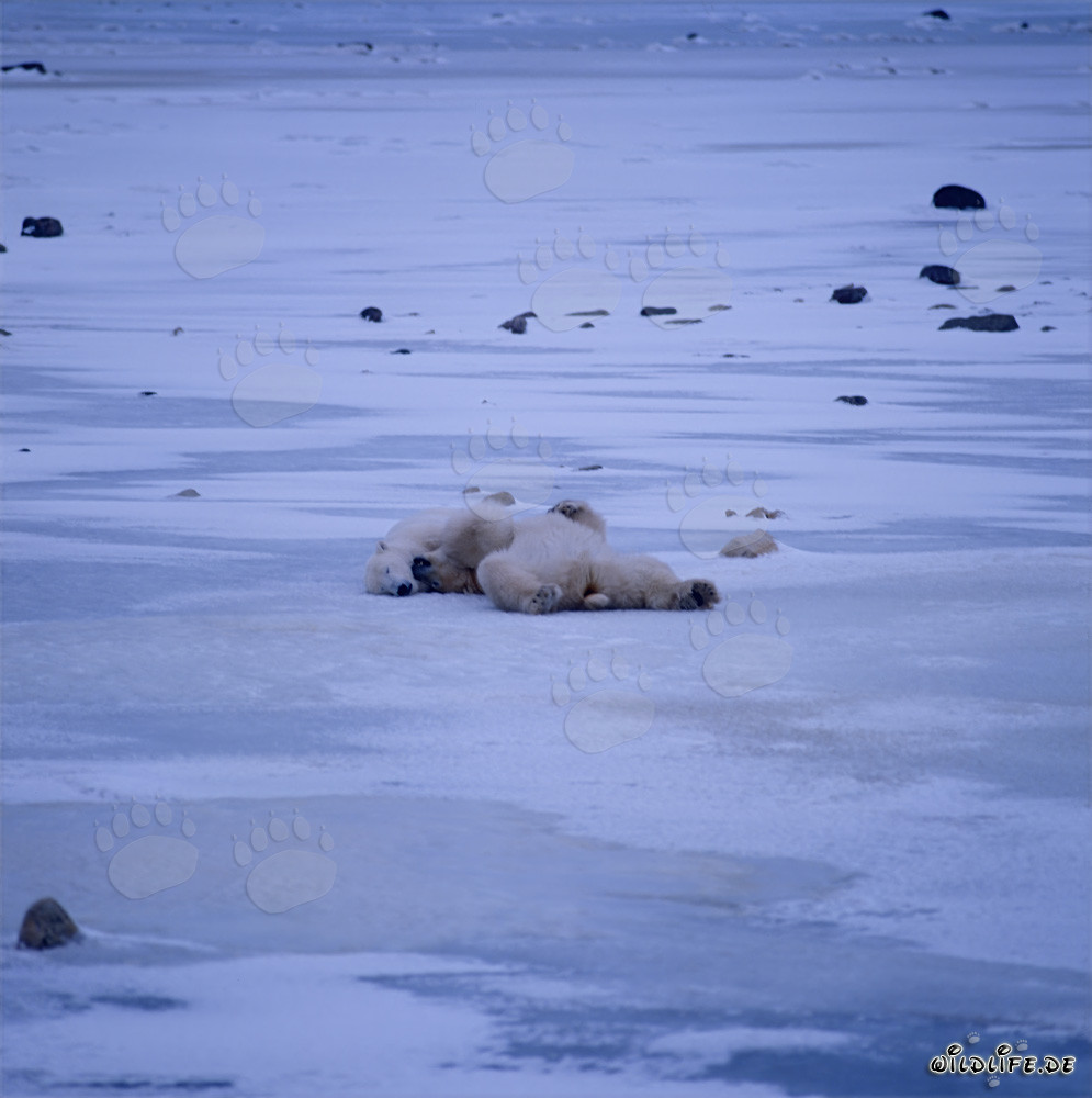 Polar bears - Majestic tranquility in the Arctic wilderness