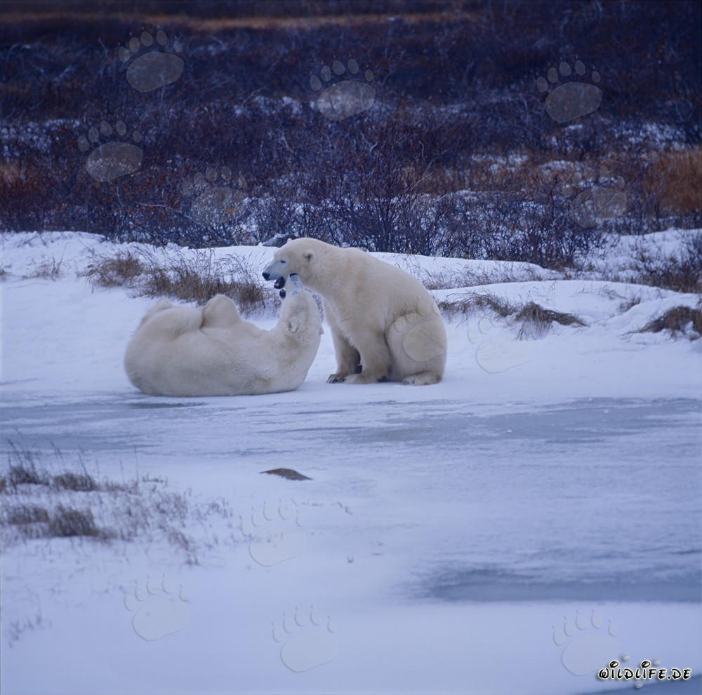 Ours polaires jouant dans la baie d'Hudson