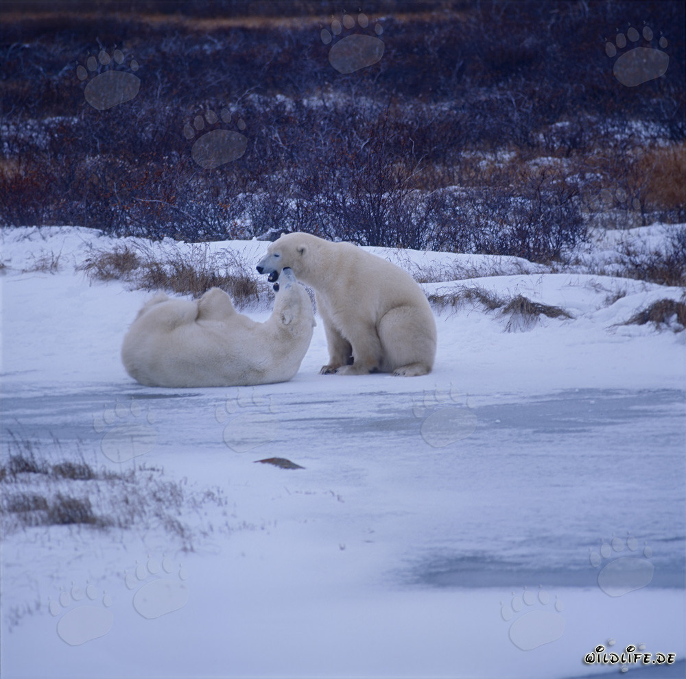 Spielende Eisbären in der Hudson Bay