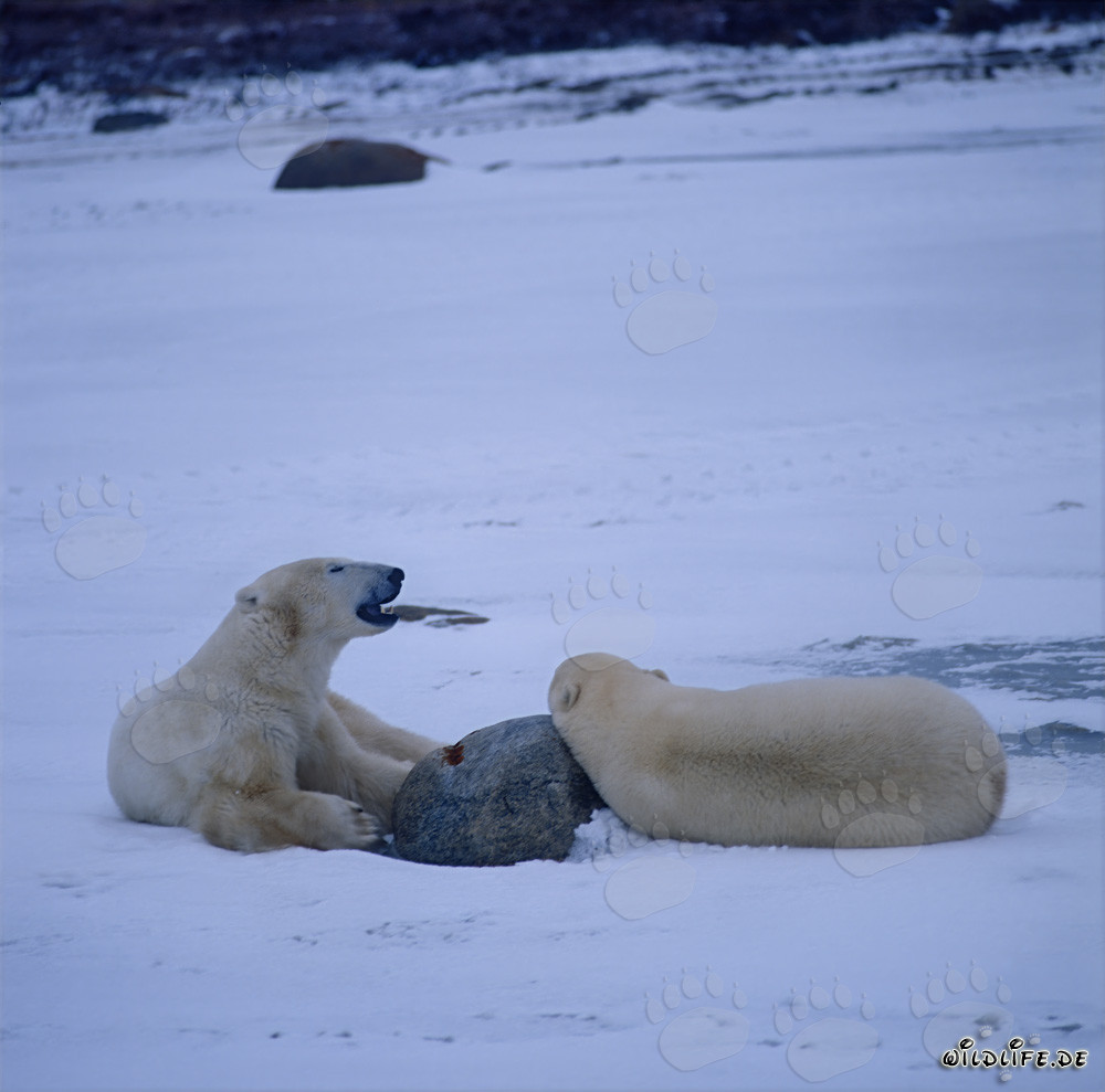 Orsi polari in riposo nella tundra gelida della baia di Hudson