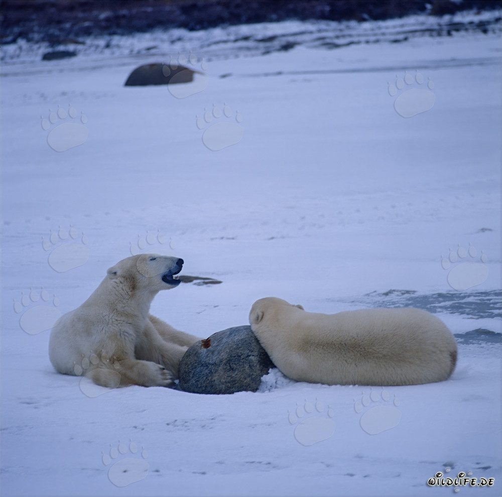 Resting Polar Bears in the Icy Tundra of Hudson Bay