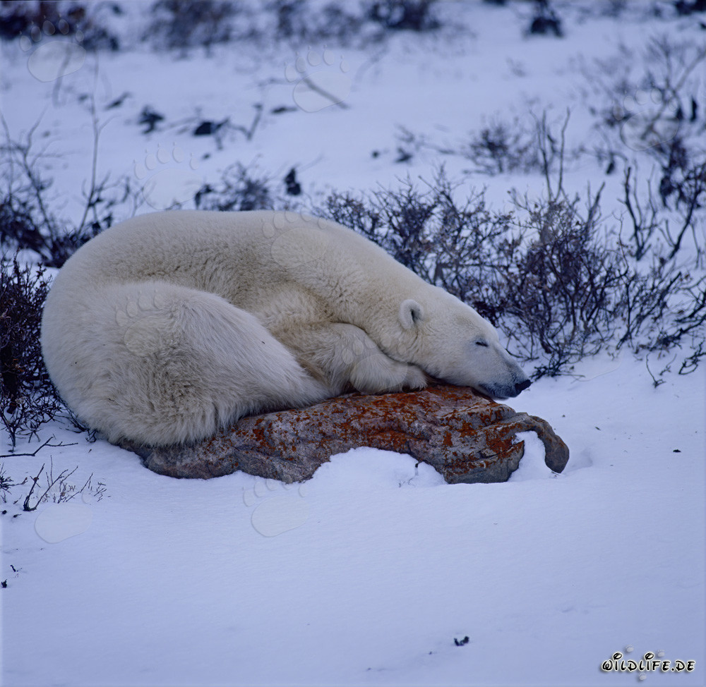 Maestoso orso polare riposa su una roccia nella tundra infinita