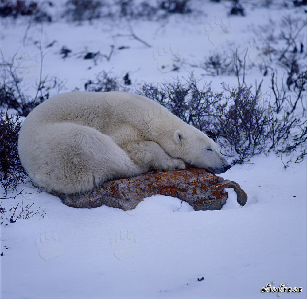 Majestätischer Eisbär ruht auf einem Felsen in der endlosen Tundra