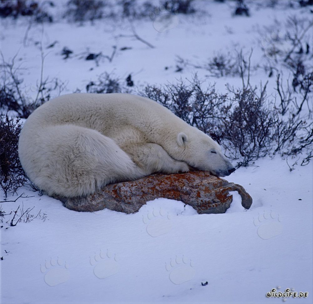 Majestic polar bear resting on a rock in the endless tundra