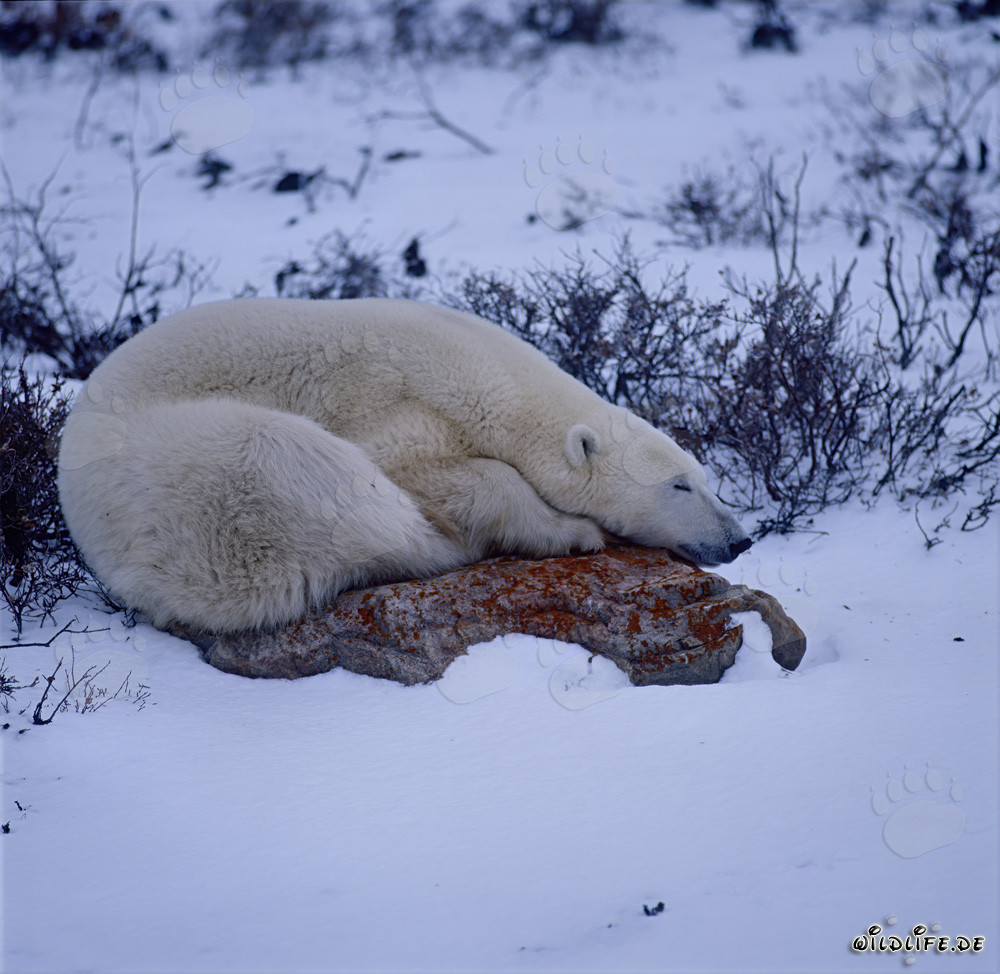 Oso polar majestuoso descansa sobre una roca en la tundra interminable