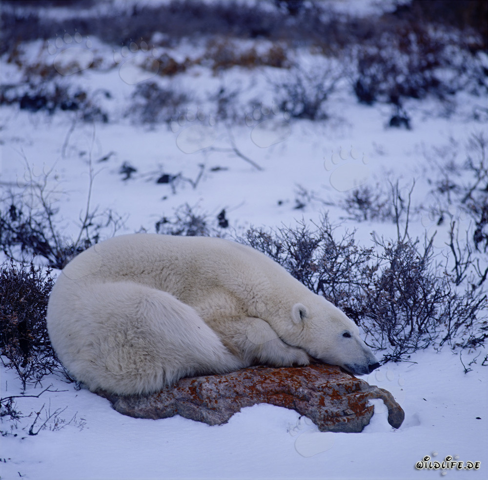 Majestic polar bear resting on moss-covered tundra stone