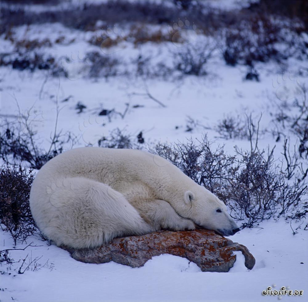 Ours polaire majestueux se repose sur une pierre de toundra recouverte de mousse