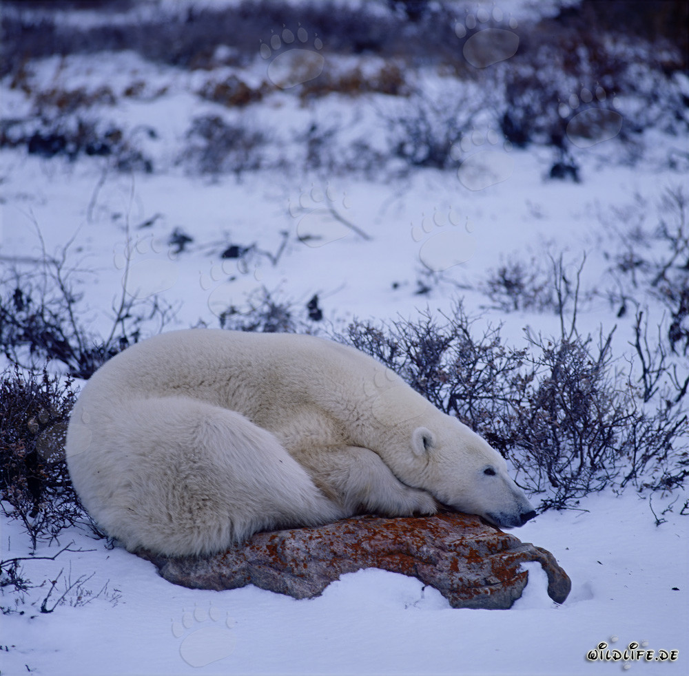 Oso polar majestuoso descansa sobre una roca de tundra cubierta de musgo