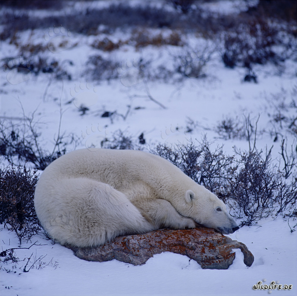 Maestoso orso polare su una roccia coperta di muschio nella tundra