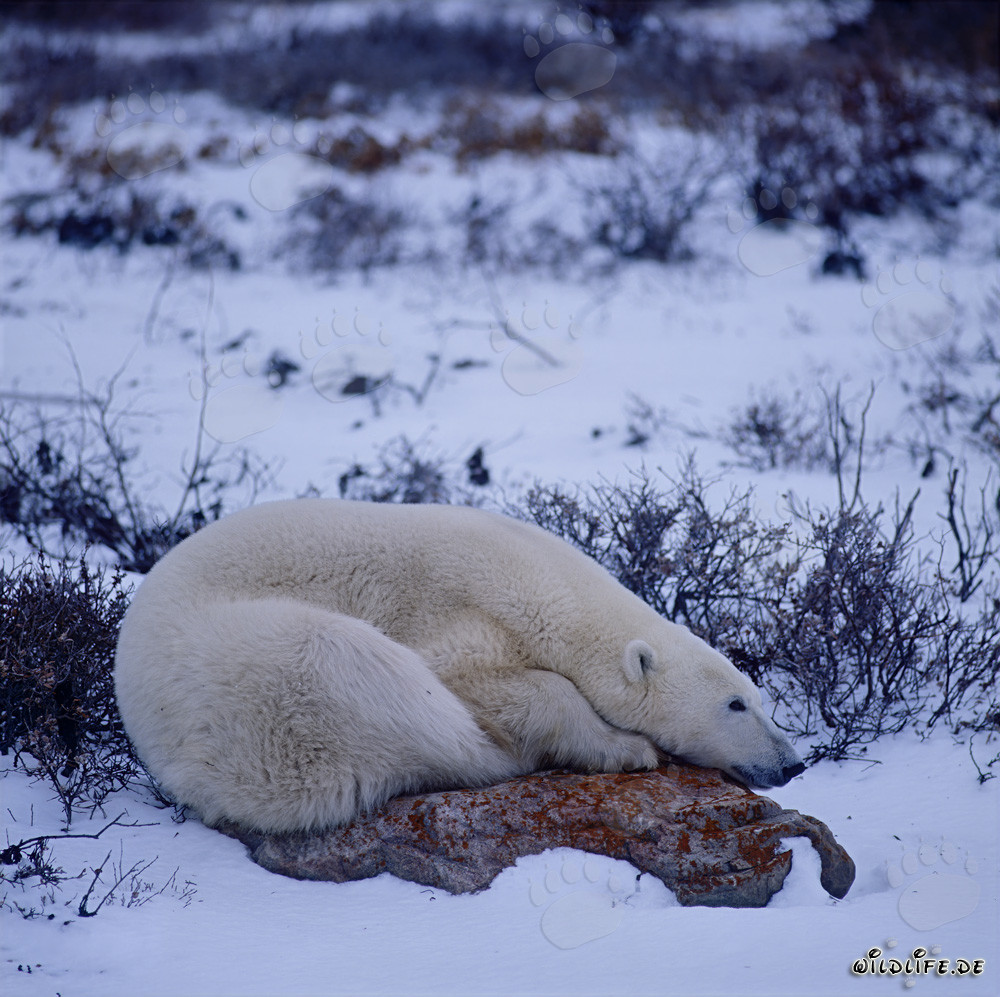 Ours polaire majestueux sur un rocher couvert de mousse dans la toundra