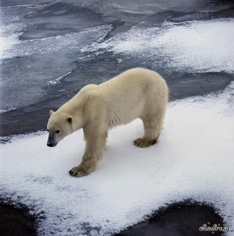 Hungriger Eisbär an der Küste auf der Suche nach Beute