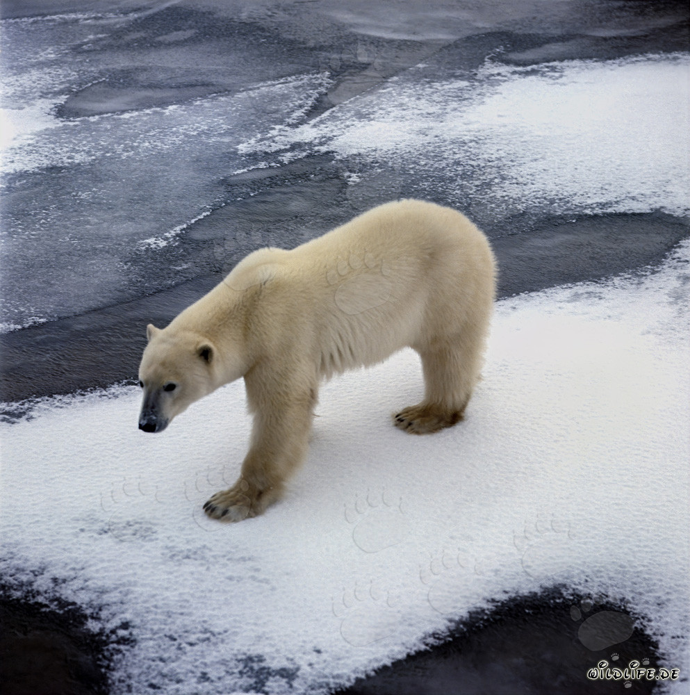 Oso polar hambriento en busca de presas en la costa