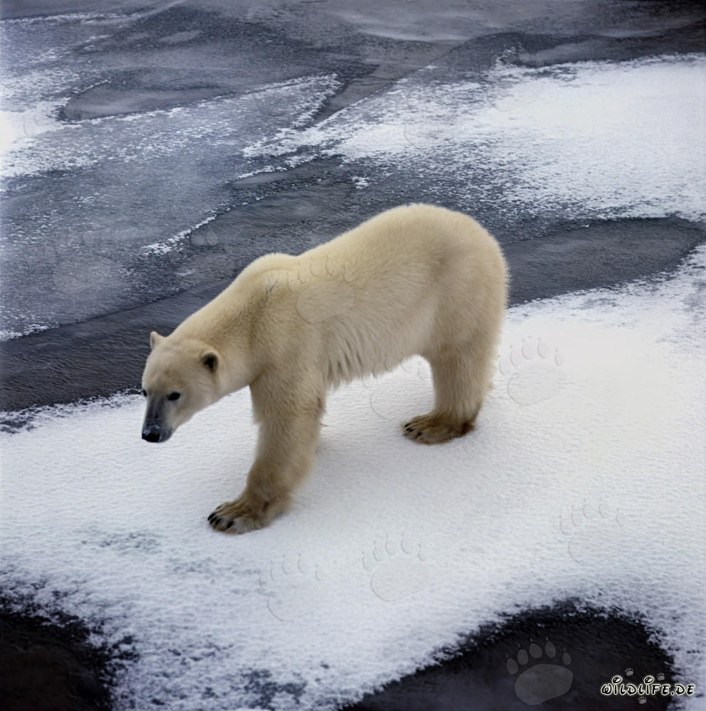 Ours polaire affamé à la recherche de proies sur la côte