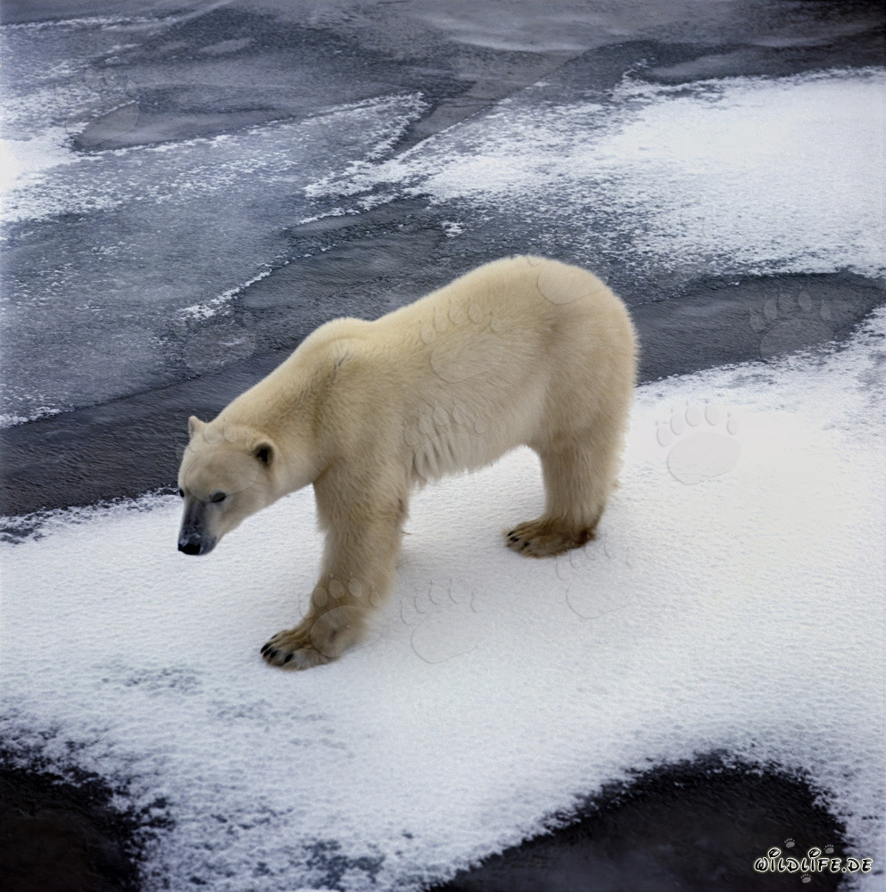 Hungry polar bear on the coast searching for prey