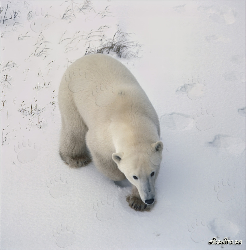 Ours polaire majestueux dans la baie d'Hudson en hiver