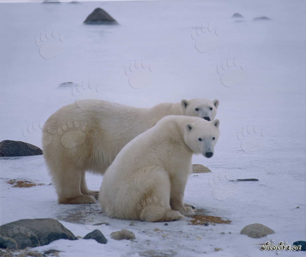 Majestic polar bear with her young cub in the Arctic wilderness