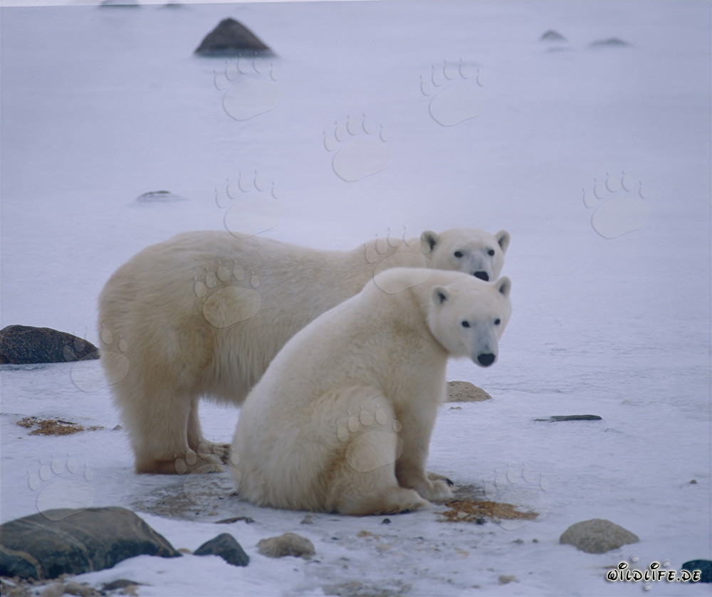 Maestosa orsa polare con il suo cucciolo nella natura artica