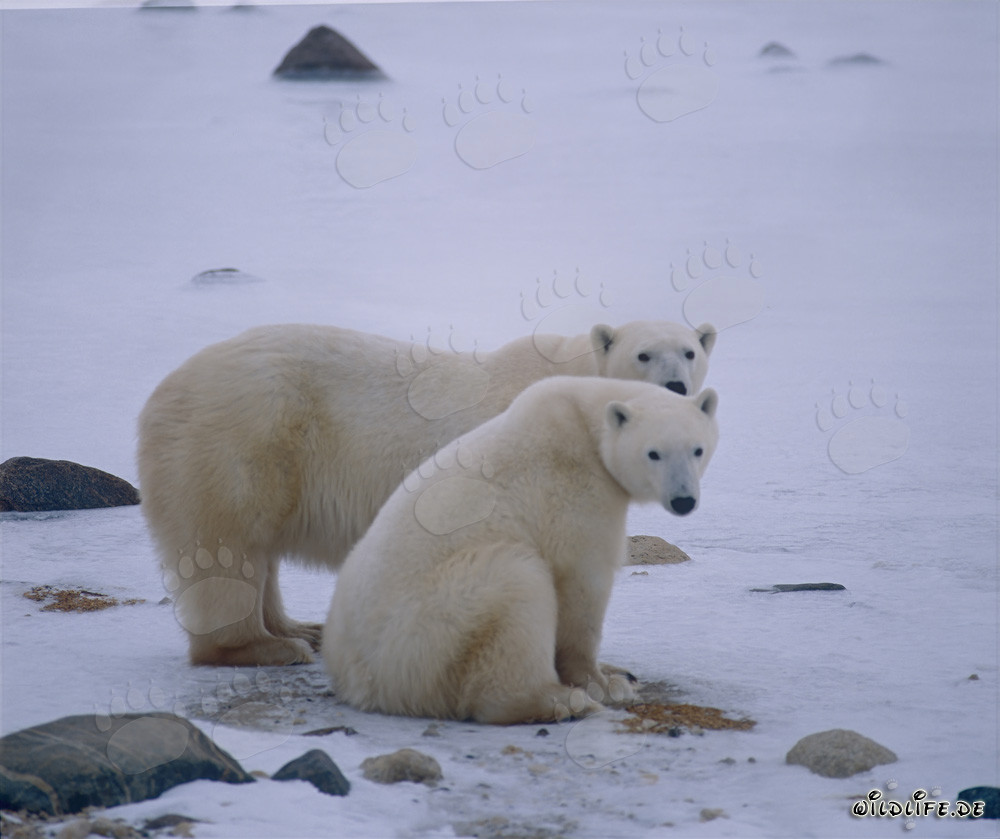 Osa polar majestuosa con su osezno en la naturaleza ártica